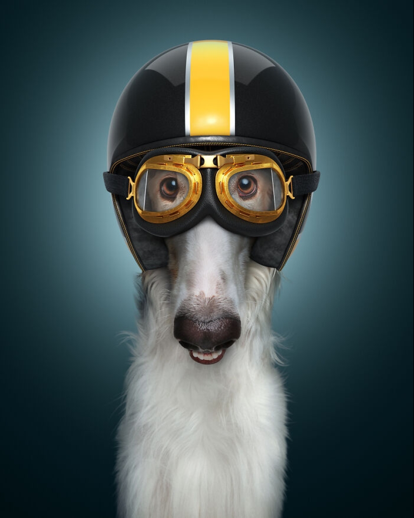 Retratamos a nuestros compañeros de cuatro patas como los perros más rápidos del mundo Retratamos a nuestros compañeros de cuatro patas como los perros más rápidos del mundo