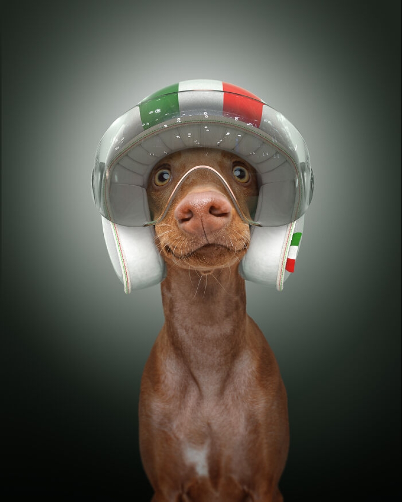 Retratamos a nuestros compañeros de cuatro patas como los perros más rápidos del mundo Retratamos a nuestros compañeros de cuatro patas como los perros más rápidos del mundo