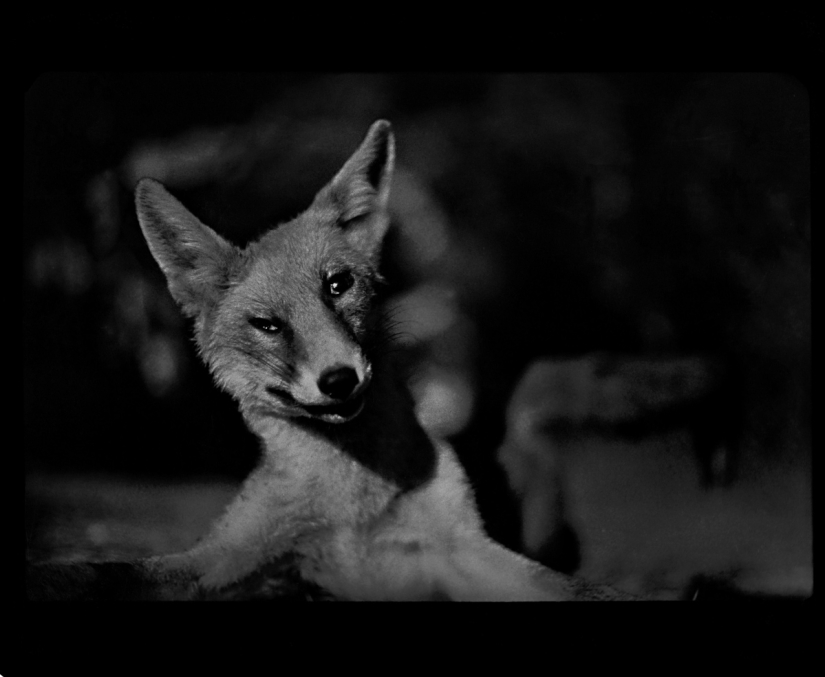 Retrato psicológico: imágenes inesperadas de animales Retrato psicológico: imágenes inesperadas de animales