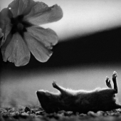 Retrato psicológico: imágenes inesperadas de animales