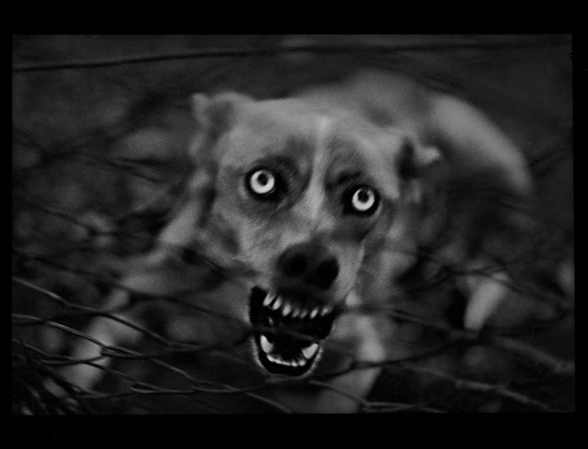 Retrato psicológico: imágenes inesperadas de animales Retrato psicológico: imágenes inesperadas de animales