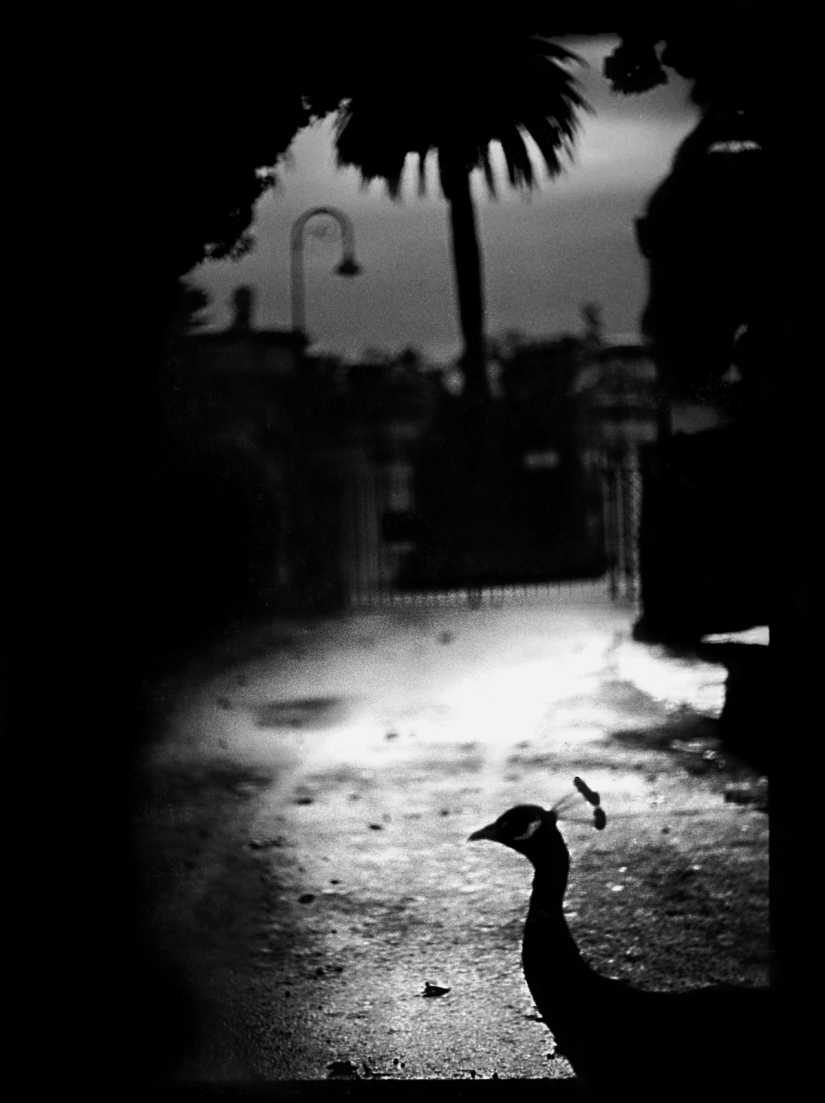 Retrato psicológico: imágenes inesperadas de animales Retrato psicológico: imágenes inesperadas de animales