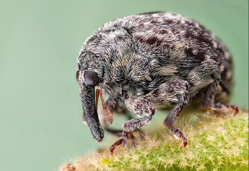 Retratos de insectos