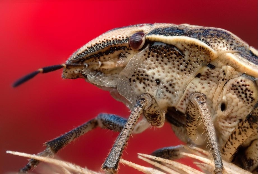 Retratos de insectos