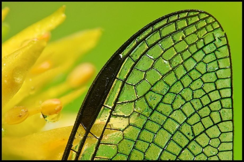 Retratos de insectos
