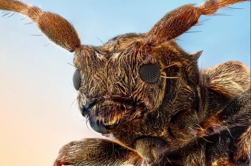 Retratos de insectos