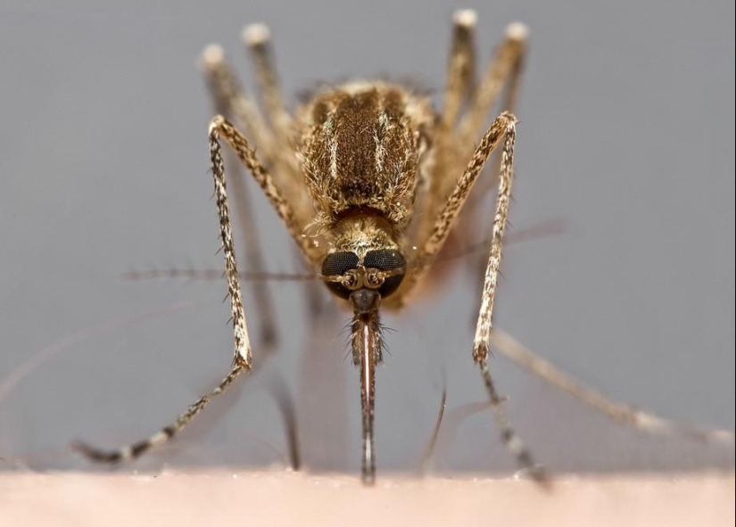 Retratos de insectos