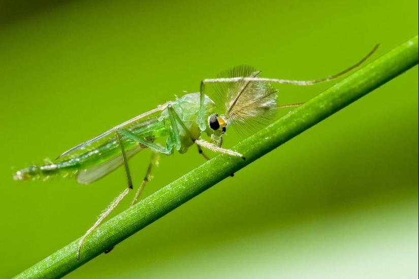 Retratos de insectos