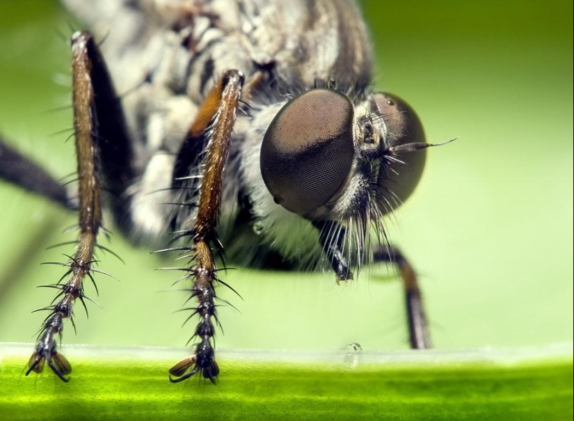 Retratos de insectos