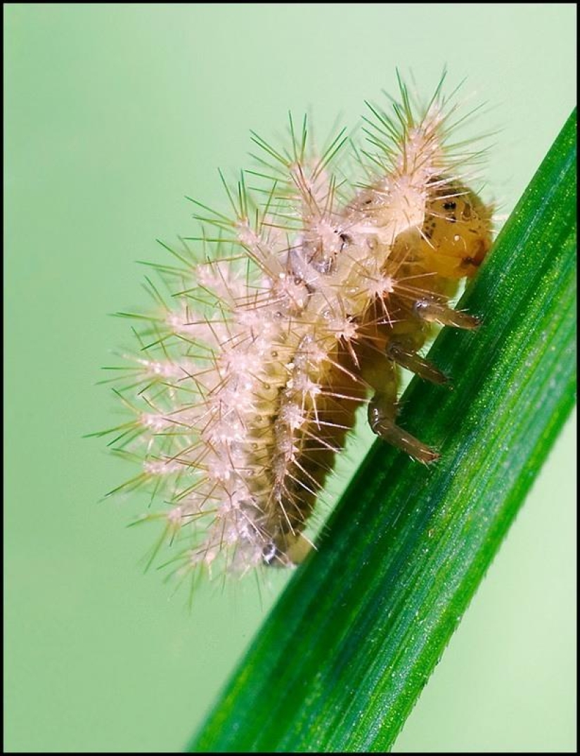 Retratos de insectos