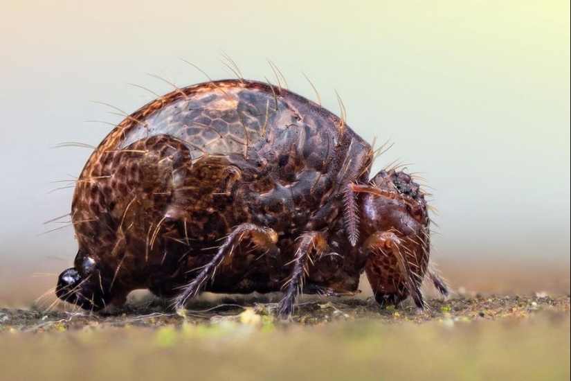 Retratos de insectos