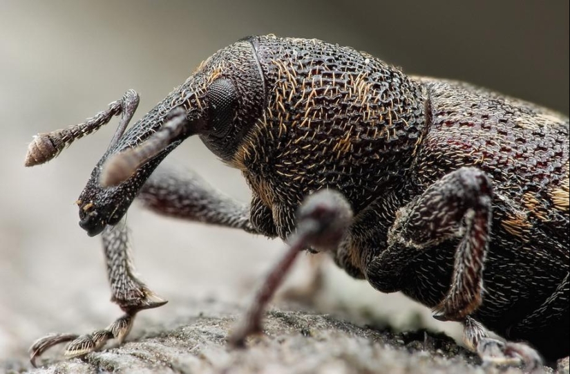 Retratos de insectos