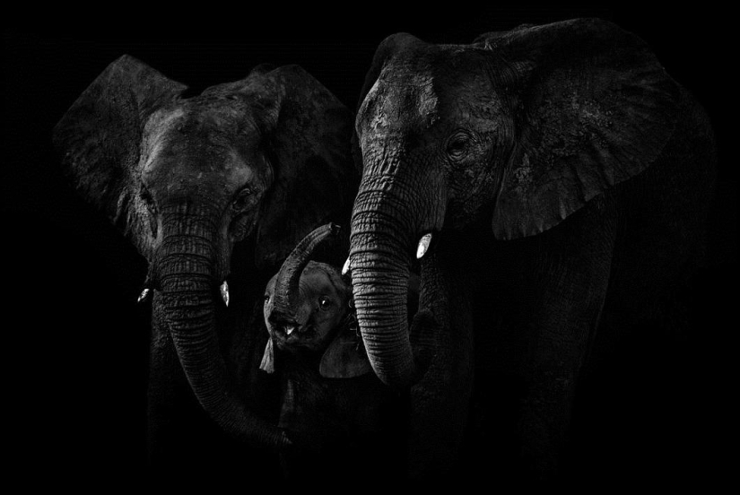 Retratos en blanco y negro de animales salvajes Retratos en blanco y negro de animales salvajes
