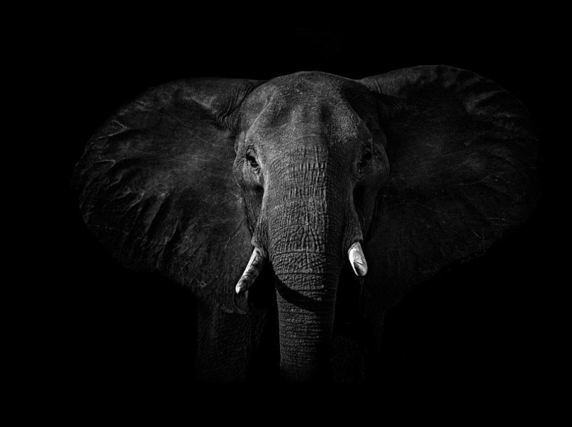 Retratos en blanco y negro de animales salvajes Retratos en blanco y negro de animales salvajes
