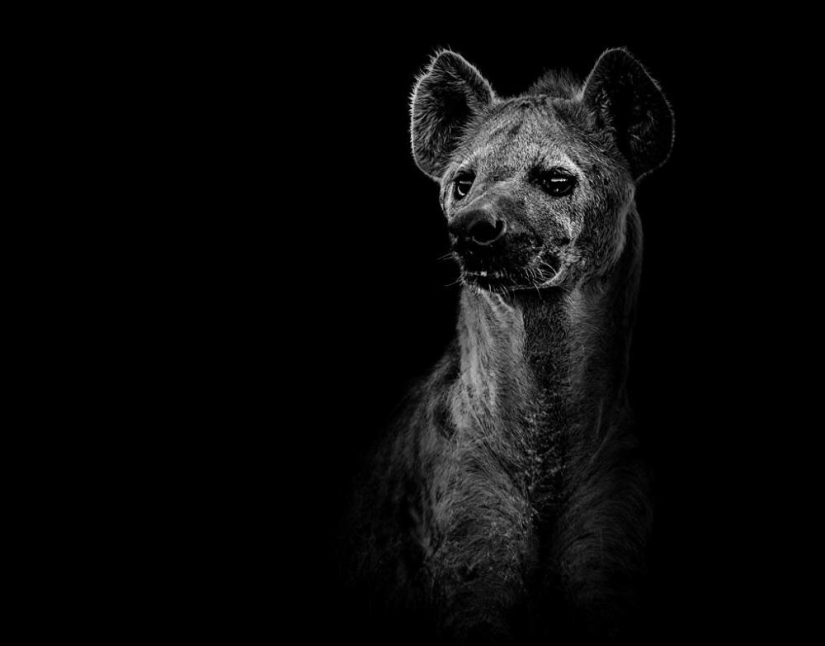 Retratos en blanco y negro de animales salvajes Retratos en blanco y negro de animales salvajes
