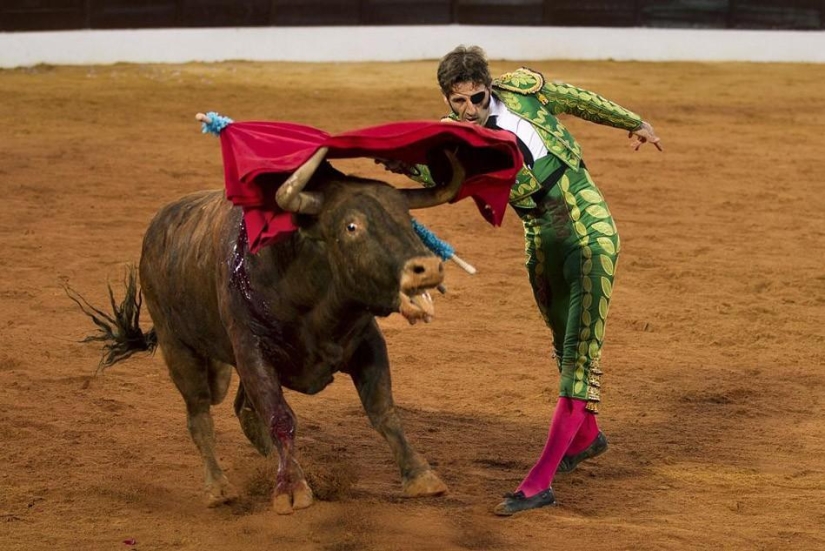 Return of the matador