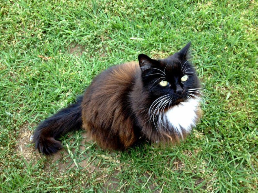 Rich Animals Rich Animals