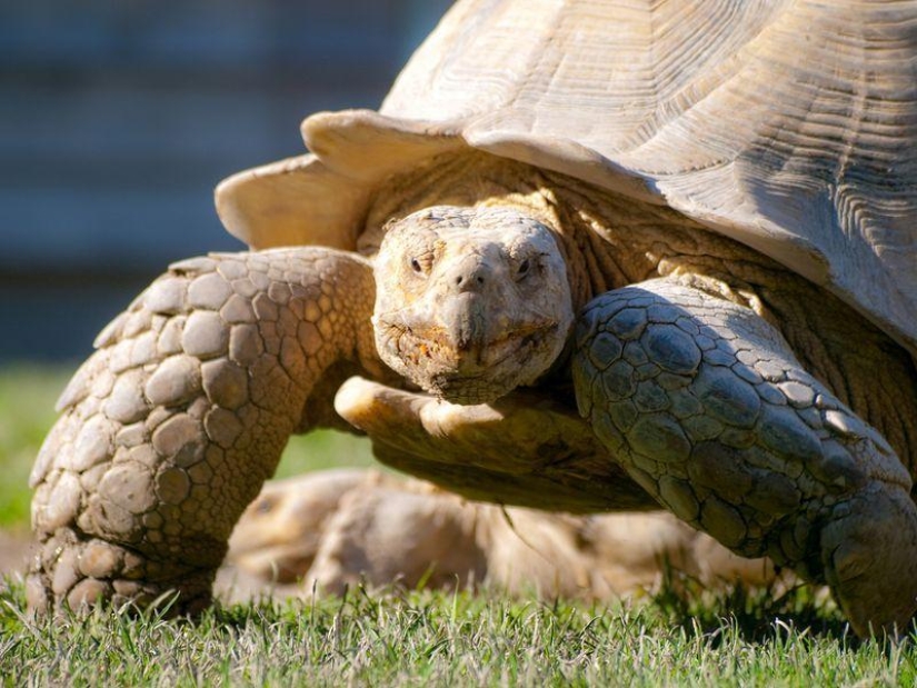 Rich Animals Rich Animals