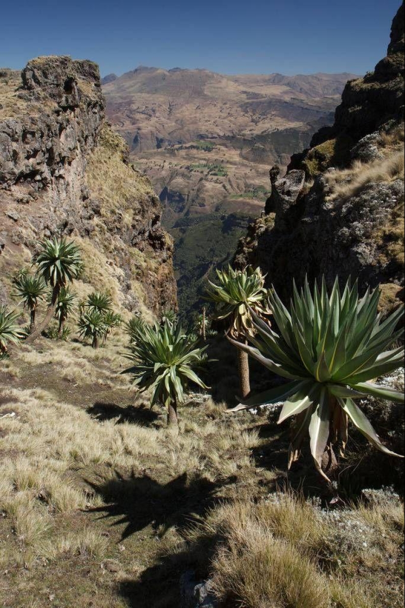 "Roof of Africa": the impressive beauty of the Ethiopian highlands "Roof of Africa": the impressive beauty of the Ethiopian highlands
