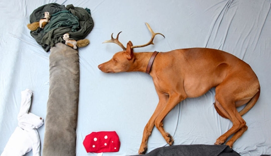 Rufus el perro que camina dormido