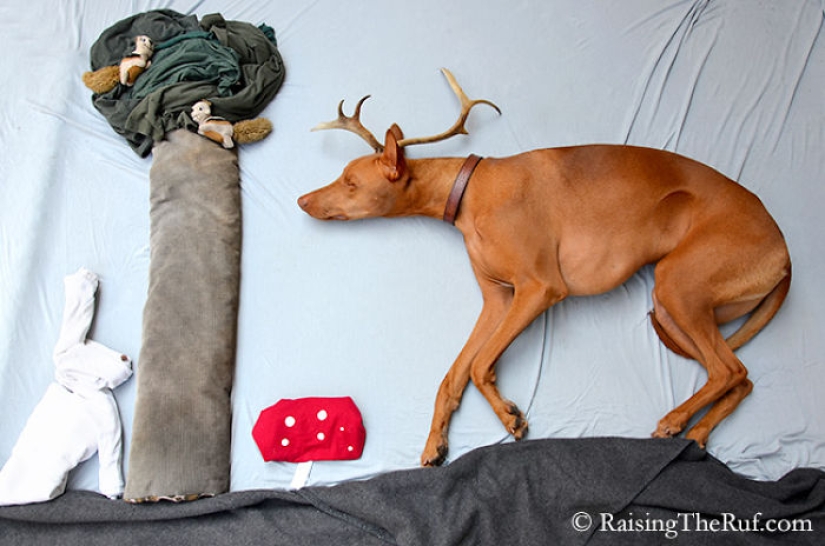 Rufus the dog who walks in his sleep