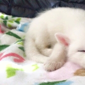 Rylai, el zorro más famoso del mundo