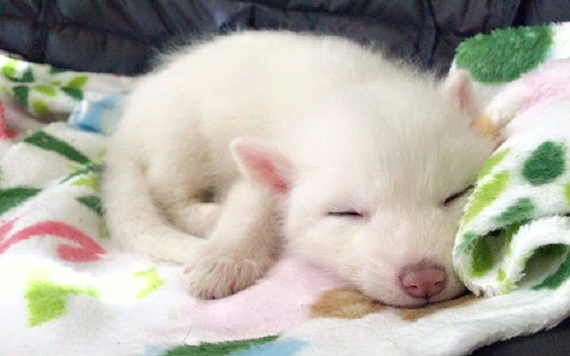 Rylai, the most famous fox in the world Rylai, the most famous fox in the world