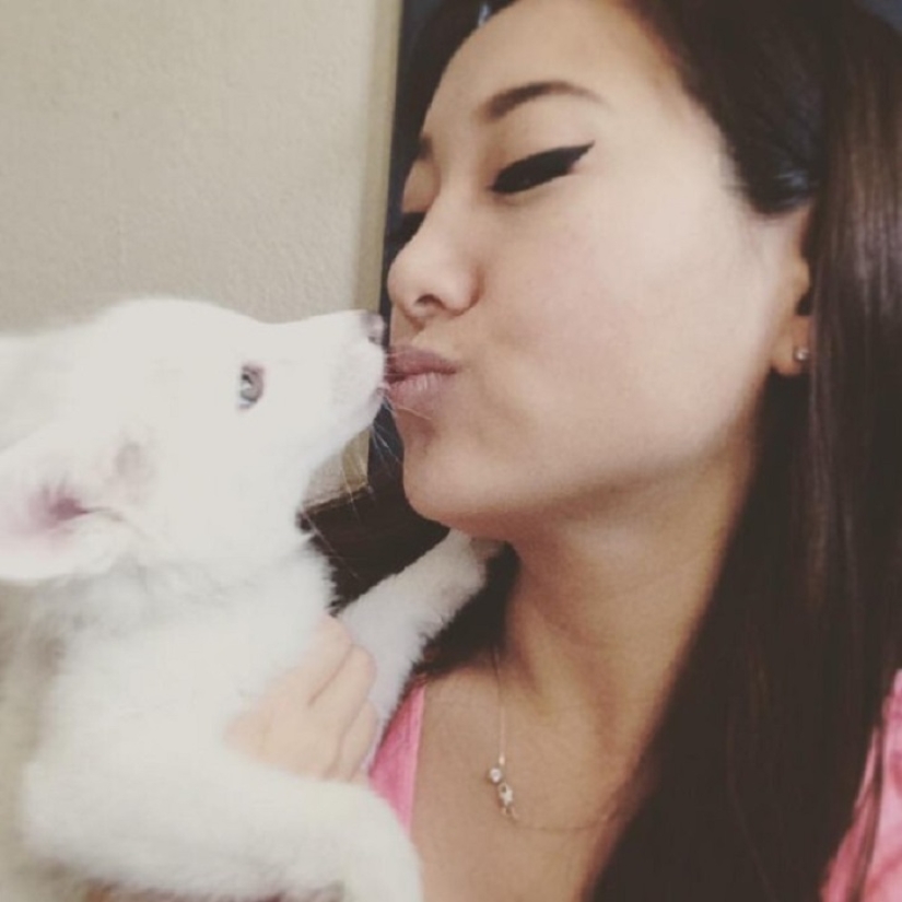 Rylai, the most famous fox in the world Rylai, the most famous fox in the world