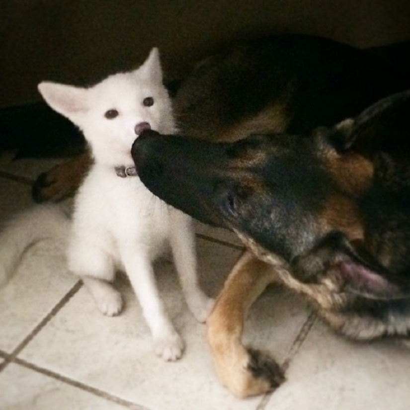 Rylai, the most famous fox in the world Rylai, the most famous fox in the world