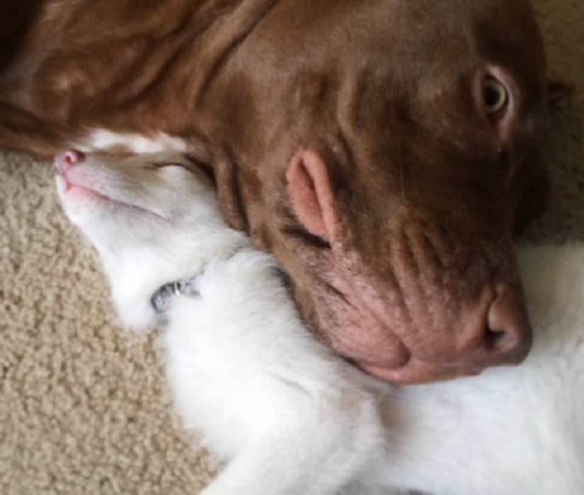 Rylai, the most famous fox in the world Rylai, the most famous fox in the world