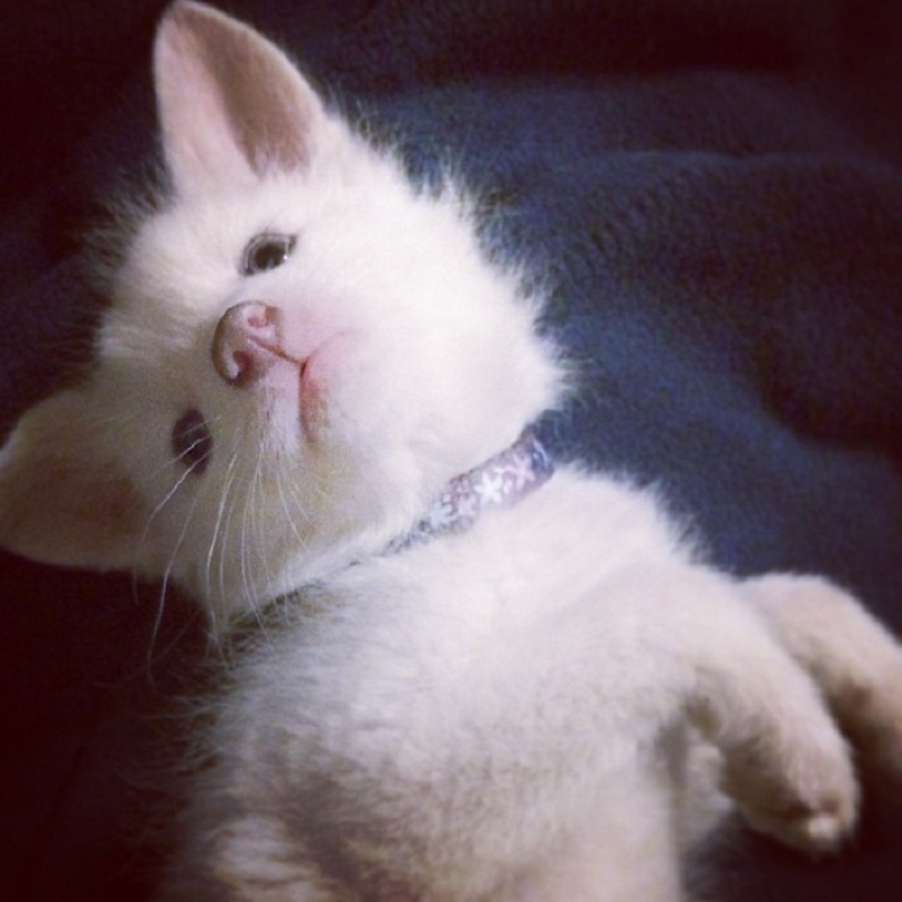 Rylai, the most famous fox in the world Rylai, the most famous fox in the world