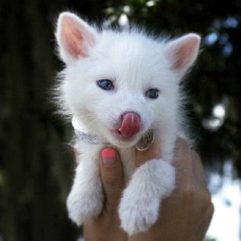 Rylai, the most famous fox in the world Rylai, the most famous fox in the world