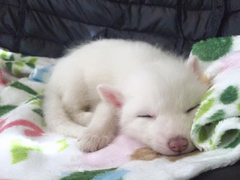 Rylai, the most famous fox in the world Rylai, the most famous fox in the world