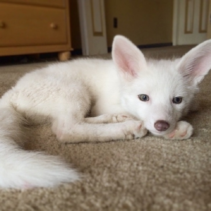 Rylai, the most famous fox in the world Rylai, the most famous fox in the world