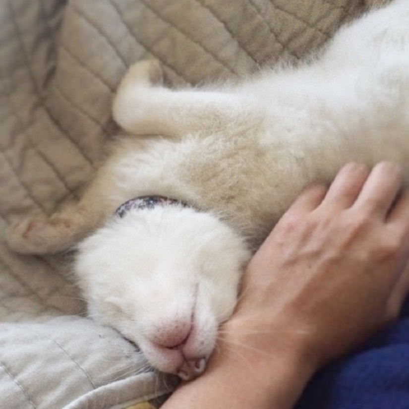 Rylai, the most famous fox in the world Rylai, the most famous fox in the world