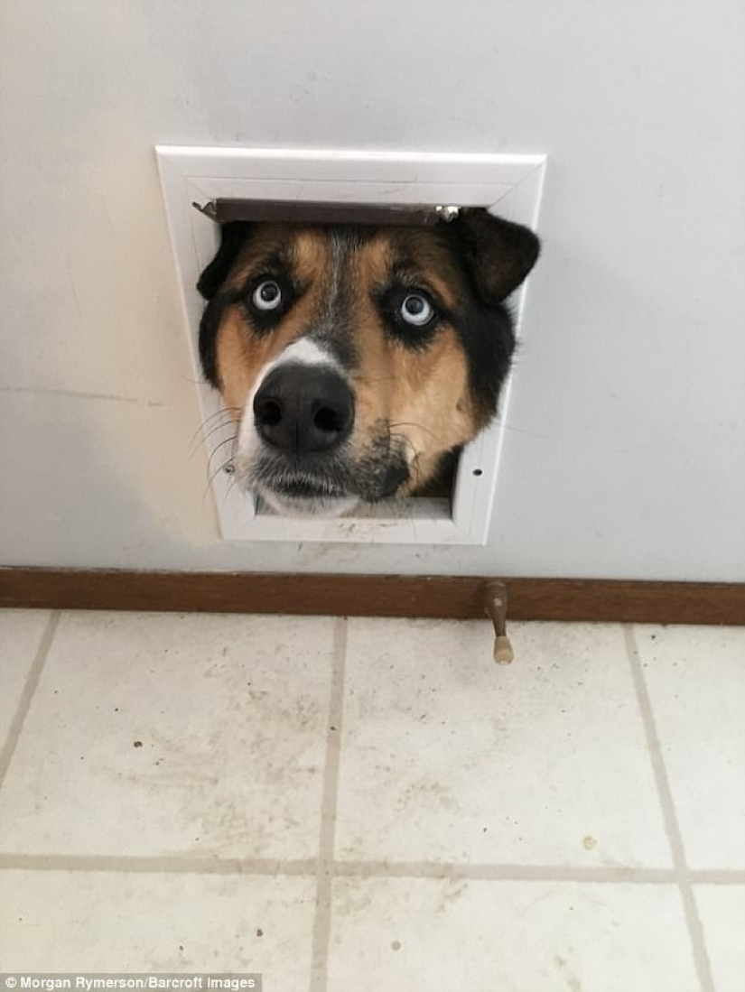 Rzhetnemozhet: animales-participantes de los Premios de Fotografía de Mascotas de Comedia