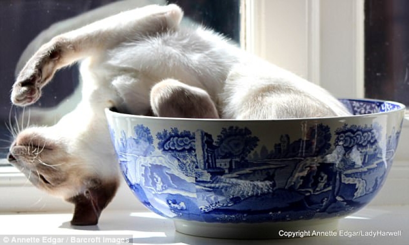 Rzhetnemozhet: animals — participants of the Comedy Pet Photography Awards