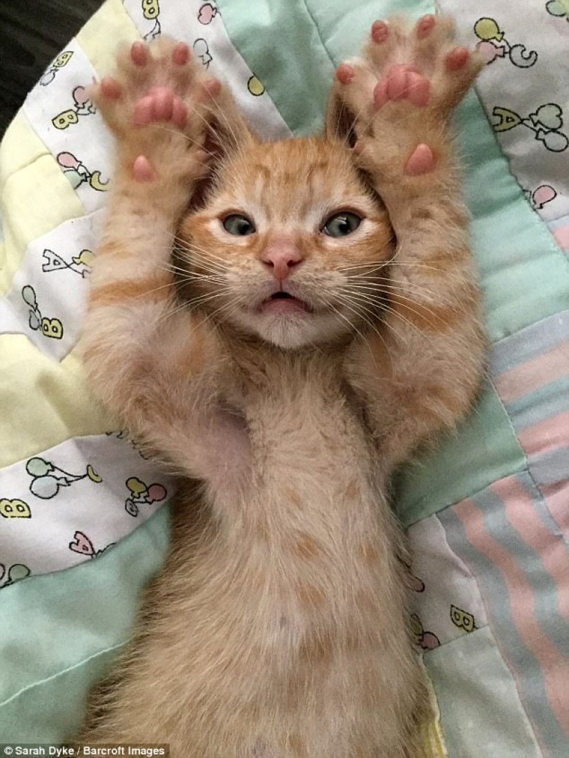 Rzhetnemozhet: animals — participants of the Comedy Pet Photography Awards