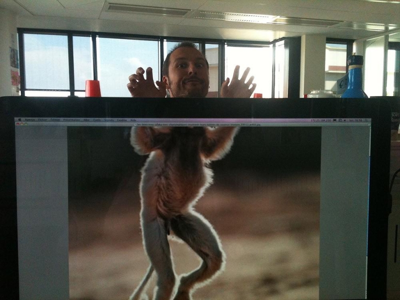 safari de oficina safari de oficina