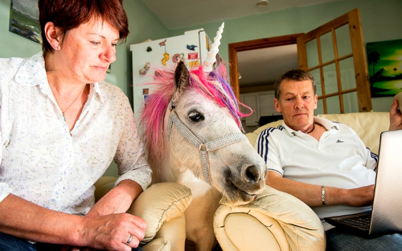 Scottish couple keep a &#39;unicorn&#39; as a pet