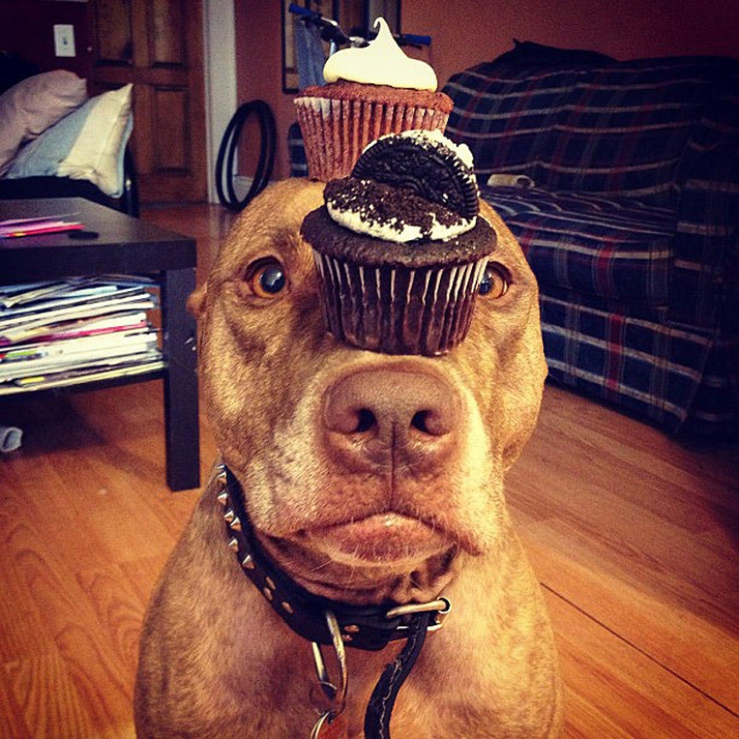 Scout - a dog with nonsense on his head