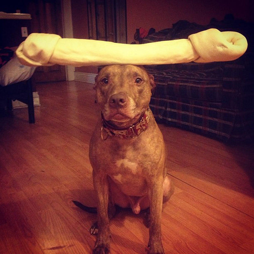 Scout - un perro con tonterías en la cabeza