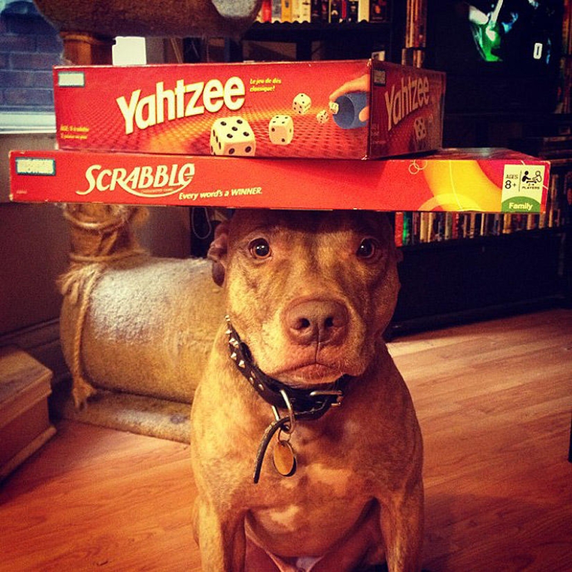 Scout - un perro con tonterías en la cabeza