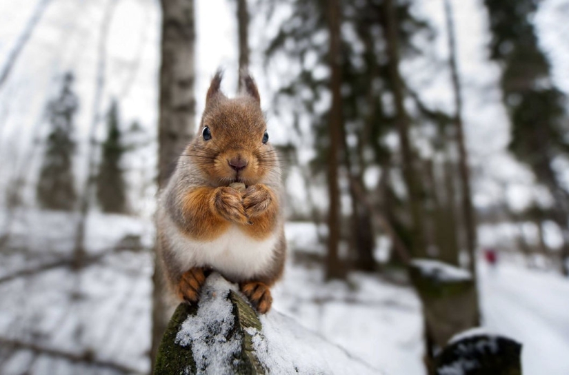 Se permite alimentar a los animales