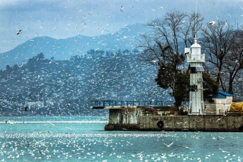 Seagulls in Batumi