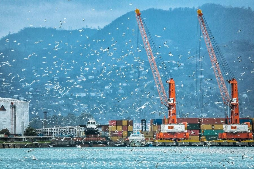 Seagulls in Batumi