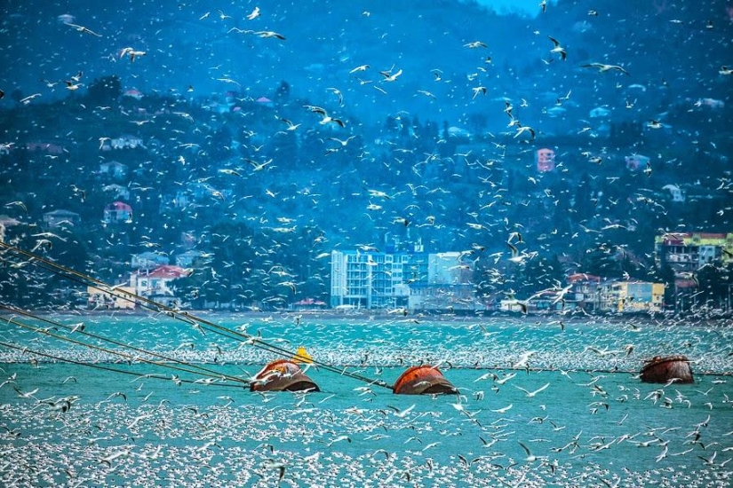 Seagulls in Batumi