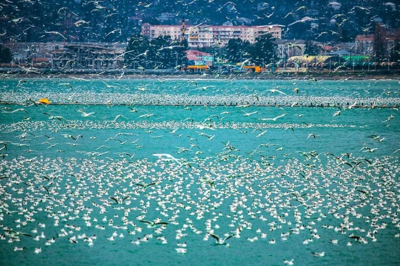 Seagulls in Batumi