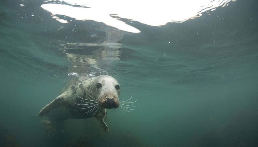 Seals photographed by Adam Hanlon Seals photographed by Adam Hanlon