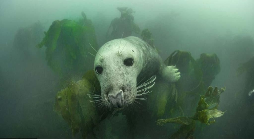 Seals photographed by Adam Hanlon Seals photographed by Adam Hanlon